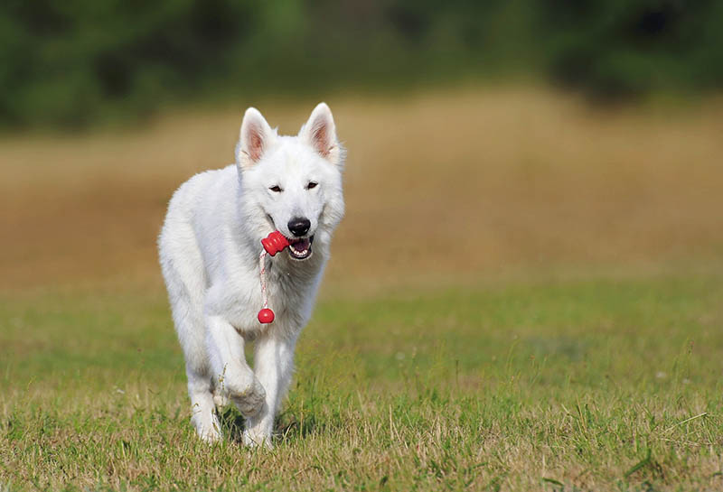 club canin cec velay agility, club chiot, recherche, hooper, Monistrol sur Loire